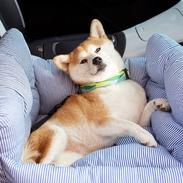 Siège Auto Pour Chien